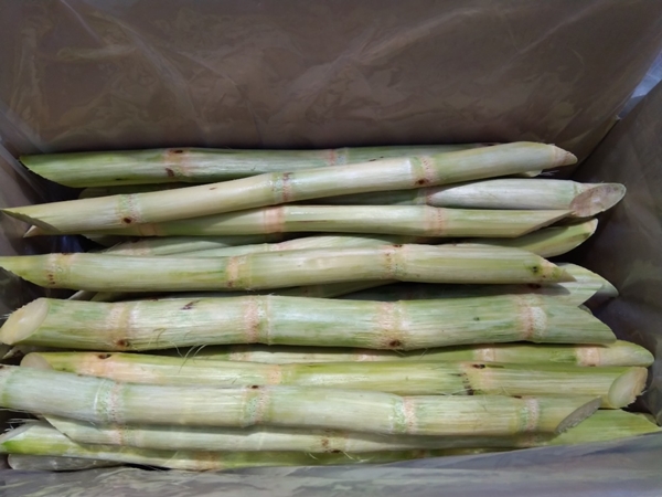Sugarcane exporter