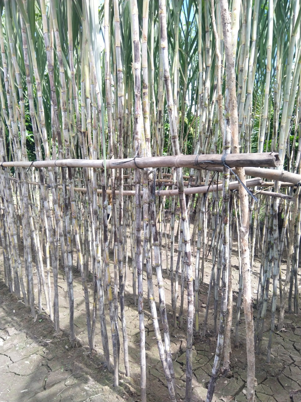 Sugarcane farm