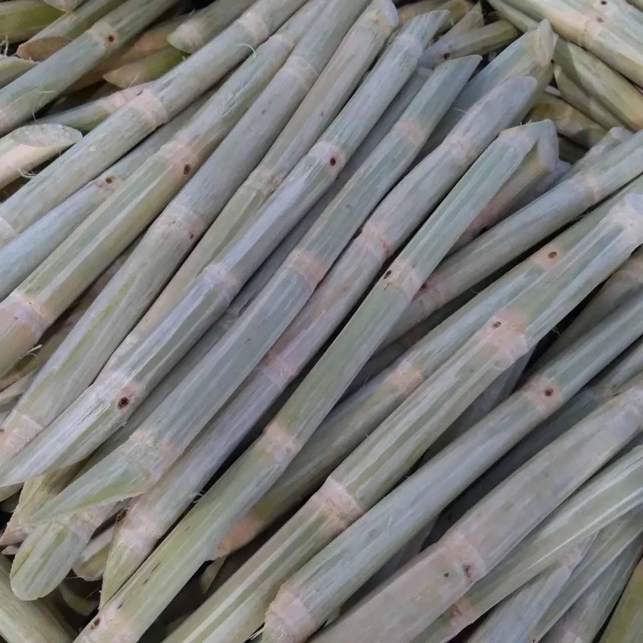Conventional sugar cane stalks having buds