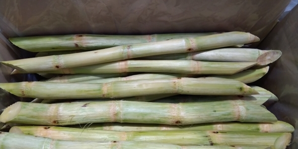 Sugarcane sticks for making juice