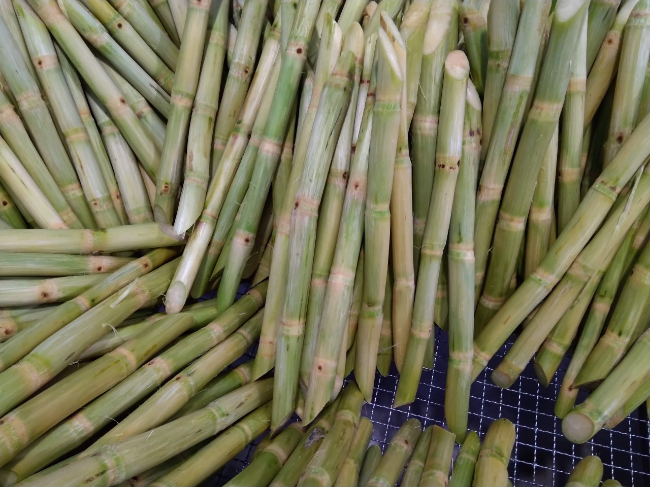 sugarcane stalks for sale