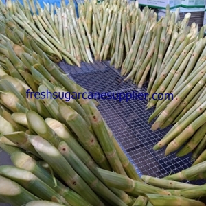 Sugar cane manufacturer