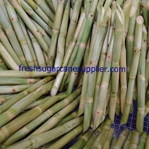 organic sugarcane supplier