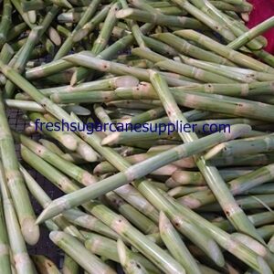 Fresh sugar cane stalks